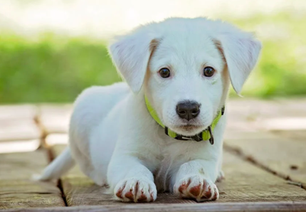 Cani e gatti, oltre 57mila abbandoni